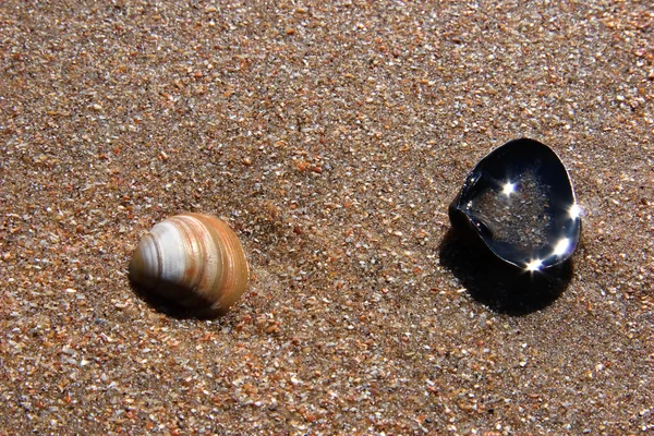 Brown and black conch on sand — Stock Photo, Image