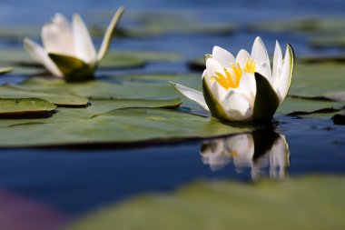 The water yellow-white lily clipart