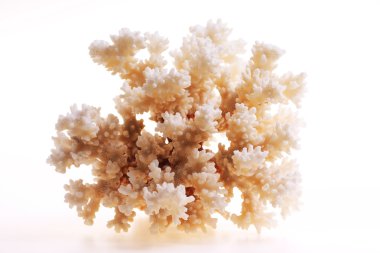 Isolated coral on white background clipart