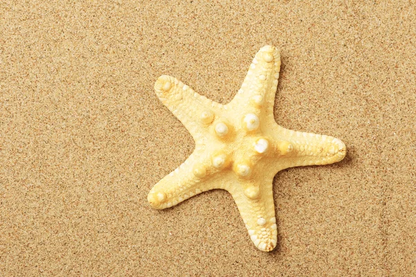 Las estrellas de mar yacen en la costa — Foto de Stock