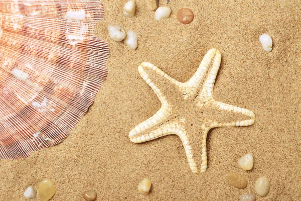 Cockleshells y una estrella de mar yacen en el mar — Foto de Stock