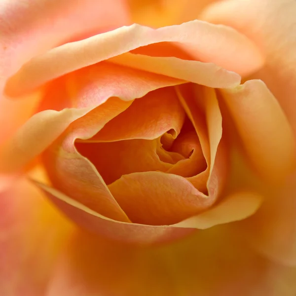 Flor de rosa — Foto de Stock