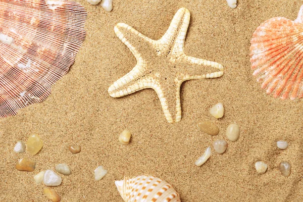 Cockleshells e una stella marina si trovano sul seaco — Foto Stock