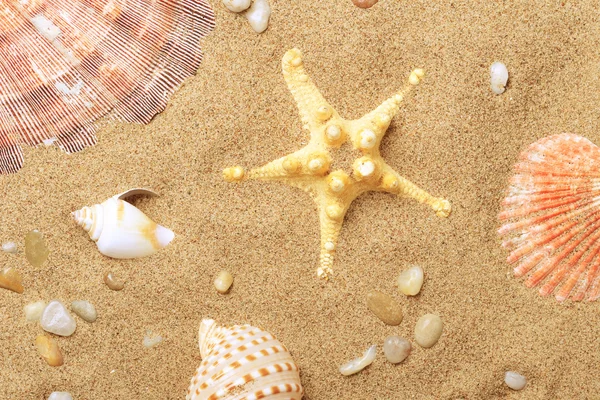 Cockleshells y una estrella de mar yacen en el mar — Foto de Stock