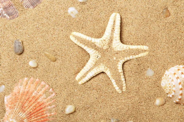Морские ракушки и морская звезда лежат на берегу моря — стоковое фото