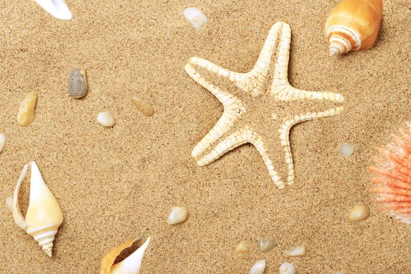 Cockleshells y una estrella de mar yacen en el mar —  Fotos de Stock