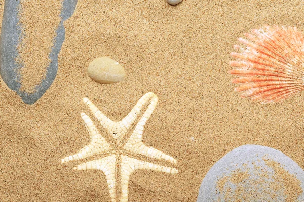 Cockleshells and a starfish lie on seaco — Stock Photo, Image