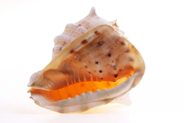 白い背景で隔離された seashel — ストック写真