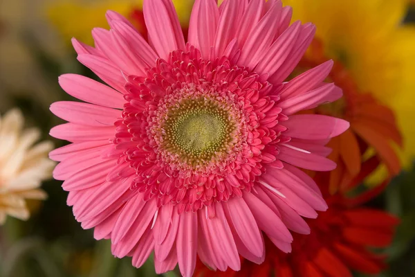 Pink herbera — Stock Photo, Image