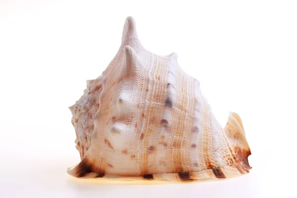 Geïsoleerde seashel op witte achtergrond — Stockfoto