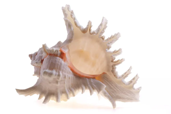 Beyaz zemin üzerinde izole seashel — Stok fotoğraf