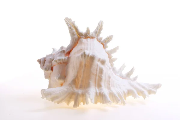 Beyaz zemin üzerinde izole seashel — Stok fotoğraf
