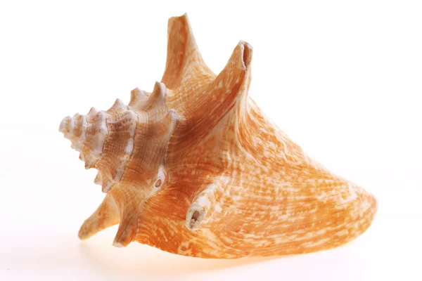 Απομονωμένες seashel σε άσπρο φόντο在白色背景上的孤立的 seashel — Φωτογραφία Αρχείου
