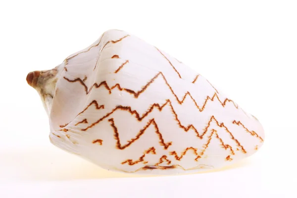 Geïsoleerde seashel op witte achtergrond — Stockfoto