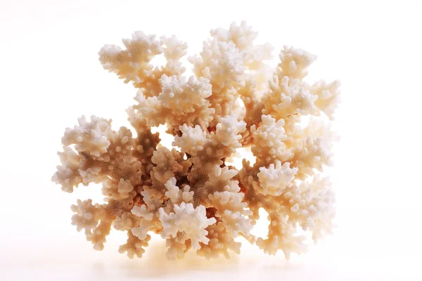 在白色背景上的孤立的珊瑚 — 图库照片