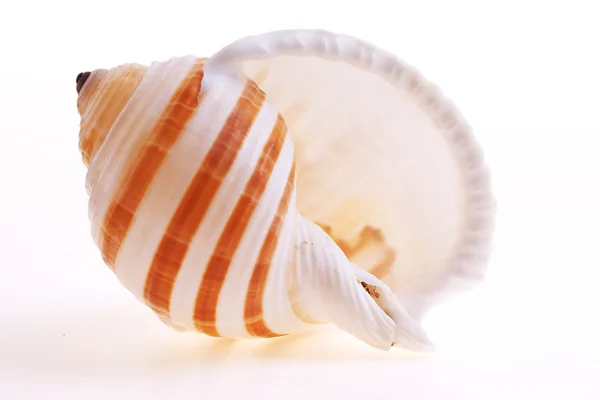 Seashel isolado sobre fundo branco — Fotografia de Stock
