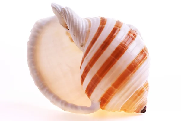 白い背景で隔離された seashel — ストック写真