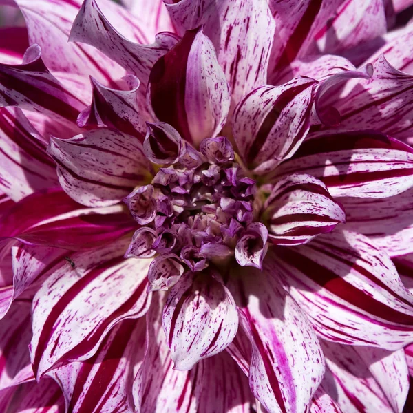 Motley lilas pion fleur — Photo