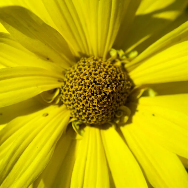 Квітки жовті макросу — стокове фото