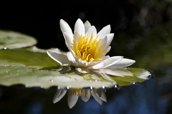 The water yellow-white lily — Stock Photo, Image