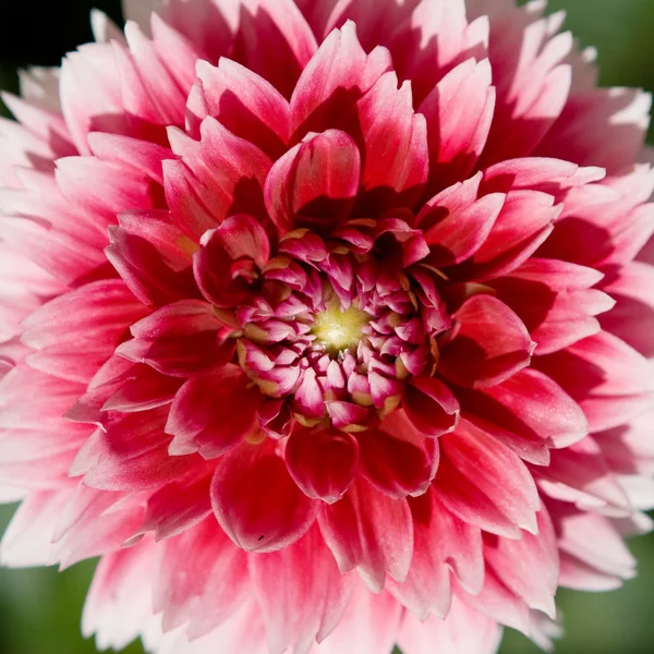 Червоно білих pion квітка — стокове фото