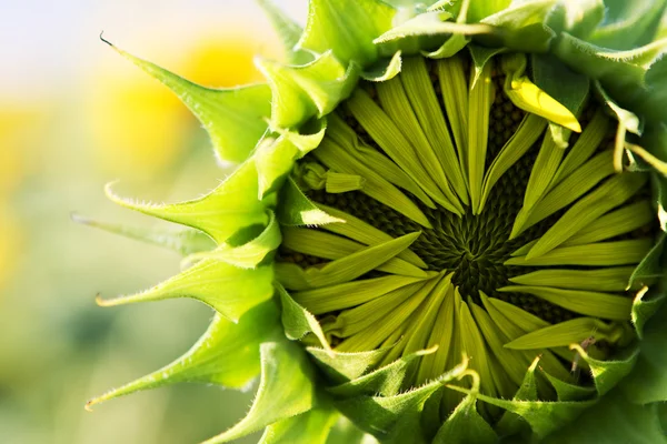 Junge Sonnenblume — Stockfoto