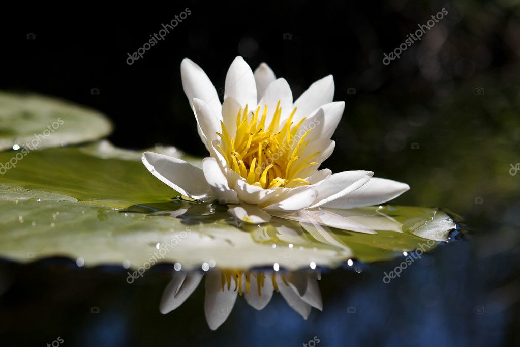 El lirio amarillo-blanco del agua: fotografía de stock © karandaev #1237477  | Depositphotos