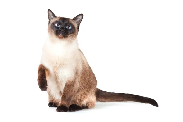 푸른 눈을 가진 시암 고양이 — 스톡 사진