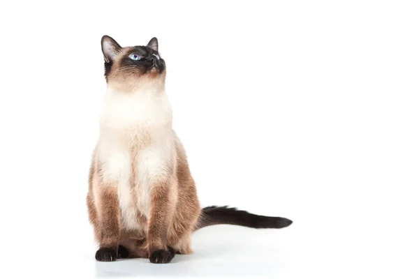 Gato siamés con ojos azules mira hacia arriba —  Fotos de Stock