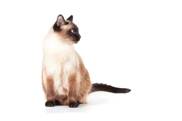 Siamese kat met blauwe ogen — Stockfoto