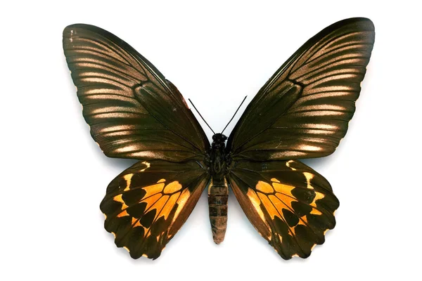 蝴蝶系列-罕见的美丽黄油 — 图库照片