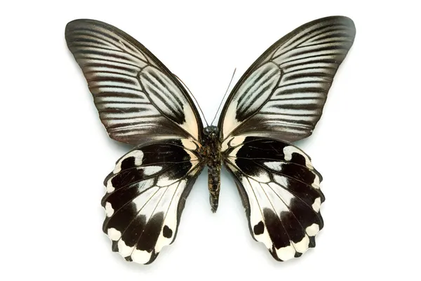 Метелик серії - рідкісні красиві вершкового масла — стокове фото