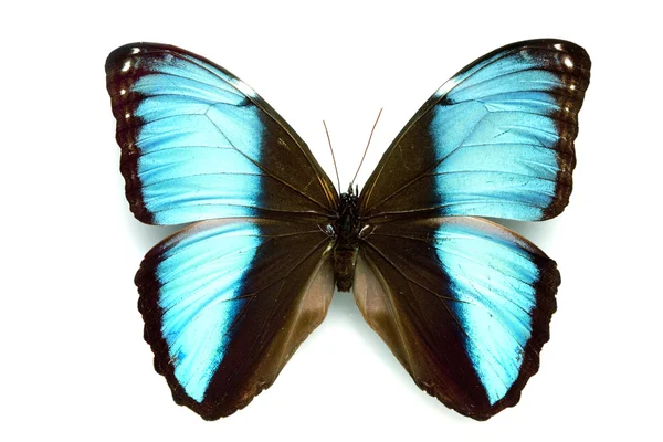Motýl série - vzácné krásná másla — Stock fotografie