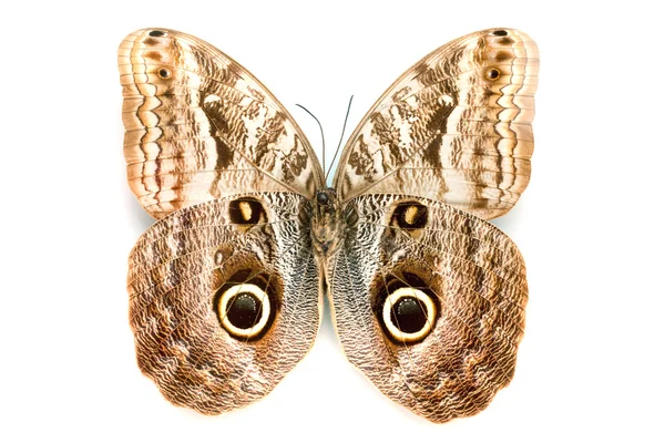 Série borboleta - Borboleta bonita — Fotografia de Stock