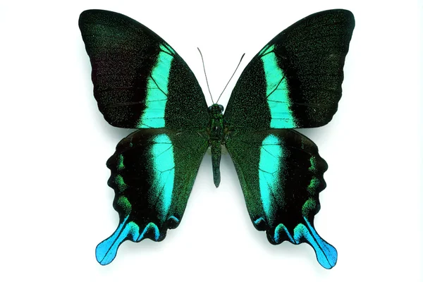 Серия бабочек - Rare Butterfly — стоковое фото