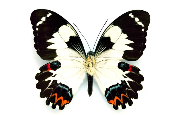 Метелик серії - рідкісні красиві вершкового масла — стокове фото
