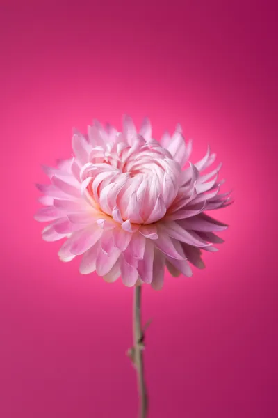Ροζ λουλούδι σε ροζ φόντο — Φωτογραφία Αρχείου