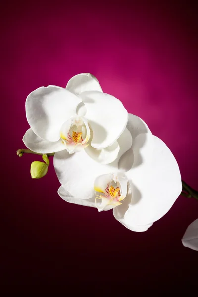 Witte orchidee op roze achtergrond — Stockfoto
