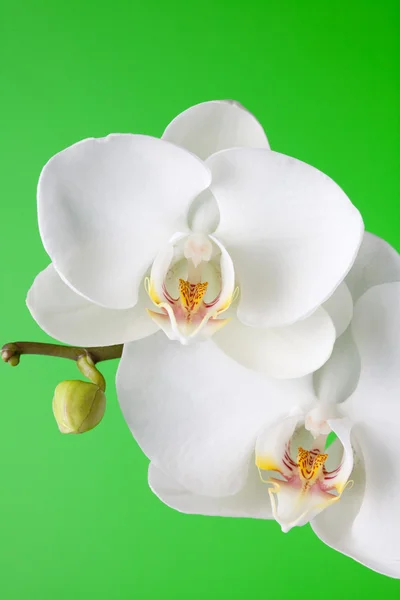 Witte orchidee op groene achtergrond — Stockfoto