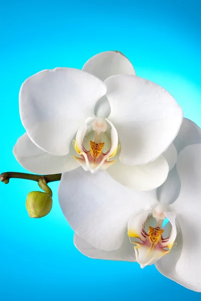 Orquídea branca no fundo azul — Fotografia de Stock