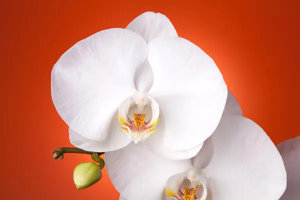 Witte orchidee op rode achtergrond — Stockfoto