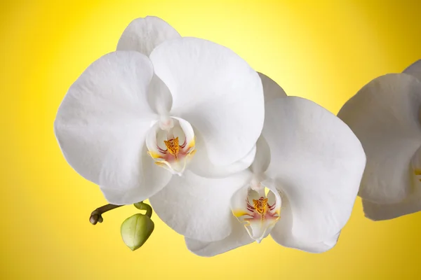 White orchid on yellow background — Stock Photo, Image