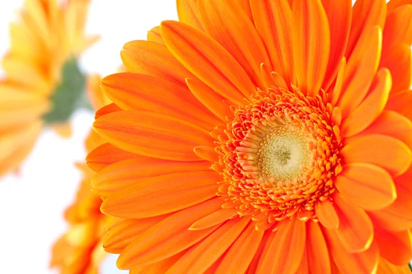 Laranja gerbera flores — Fotografia de Stock