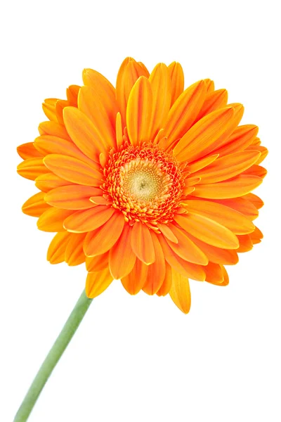 Gerbera narancs virág — Stock Fotó