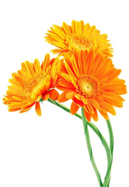Τρία λουλούδια πορτοκαλί ζέρμπερες — Φωτογραφία Αρχείου