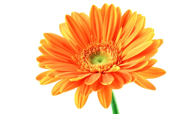 Πορτοκαλί ζέρμπερες λουλούδι — Φωτογραφία Αρχείου