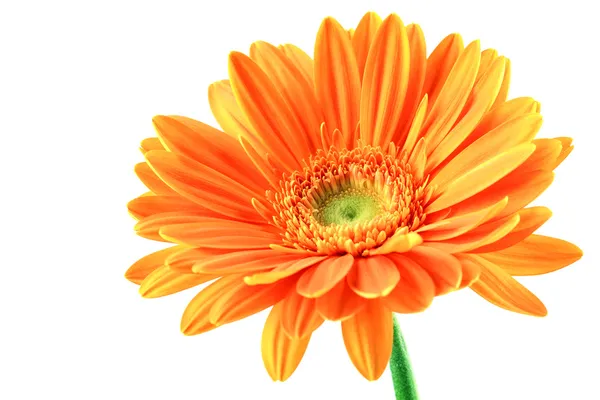 Květina oranžová gerbera — Stock fotografie