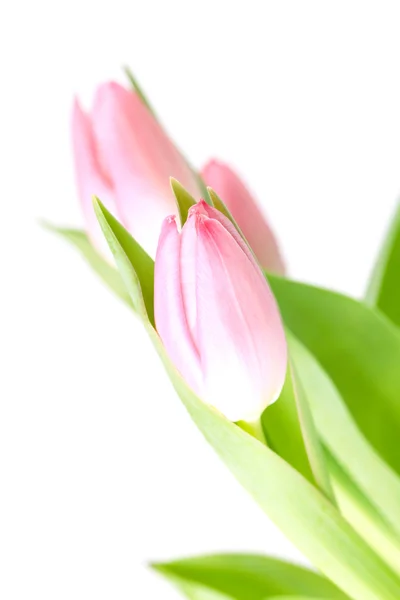 Krásná růžová Tulipán květy — Stock fotografie