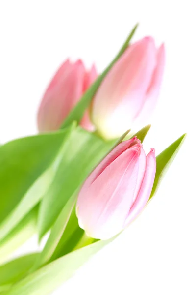 Vacker rosa tulpan blommor — Stockfoto