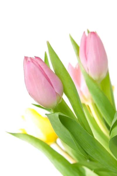 Indah tulip bouqet pink — Stok Foto